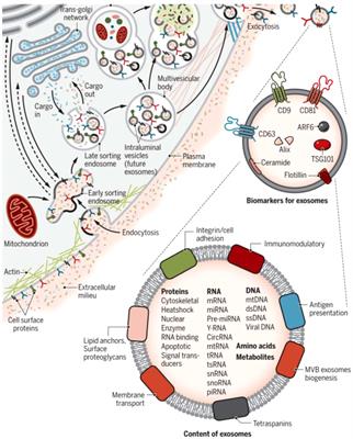 Biogenesis and function of exosome lncRNAs and their role in female pathological pregnancy